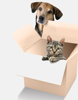 Cute dog, and a cat in a delivery box