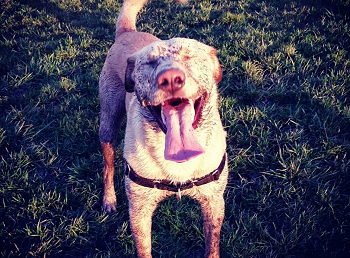 Smiling dog sticking his tongue out