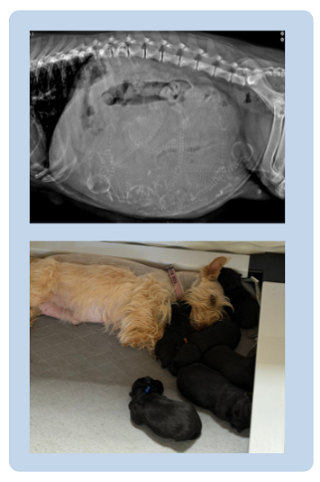 June 2026 Pet of the Month