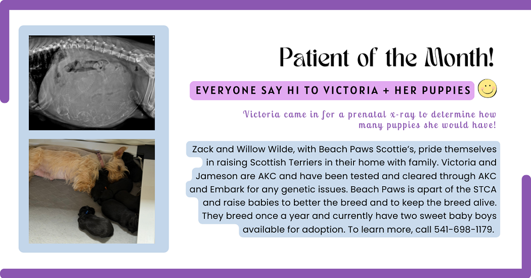 June 2026 Pet of the Month at Companion Animal Clinic in Springfield, Oregon
