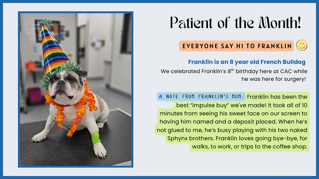 May 2026 Pet of the Month at Companion Animal Clinic in Springfield, Oregon